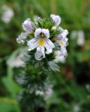 Euphrasia stricta. Цветок в каплях дождя. Московская обл., Одинцовский р-н, окр. Звенигорода, лесная поляна. 06.09.2015.