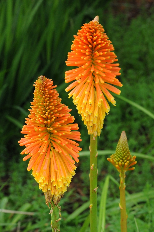 Image of Kniphofia uvaria specimen.