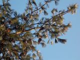 Pinus peuce. Ветви с шишками. Санкт-Петербург, Ботанический сад, уч. 66. 29.11.2014.