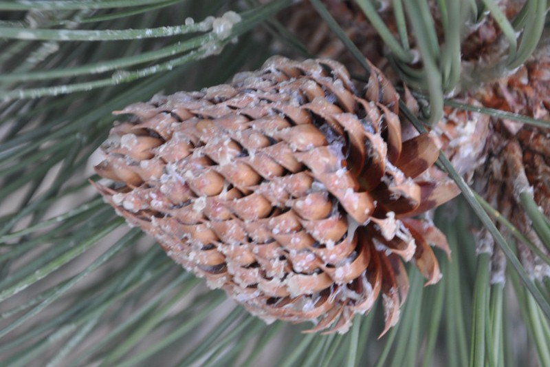 Изображение особи Pinus coulteri.