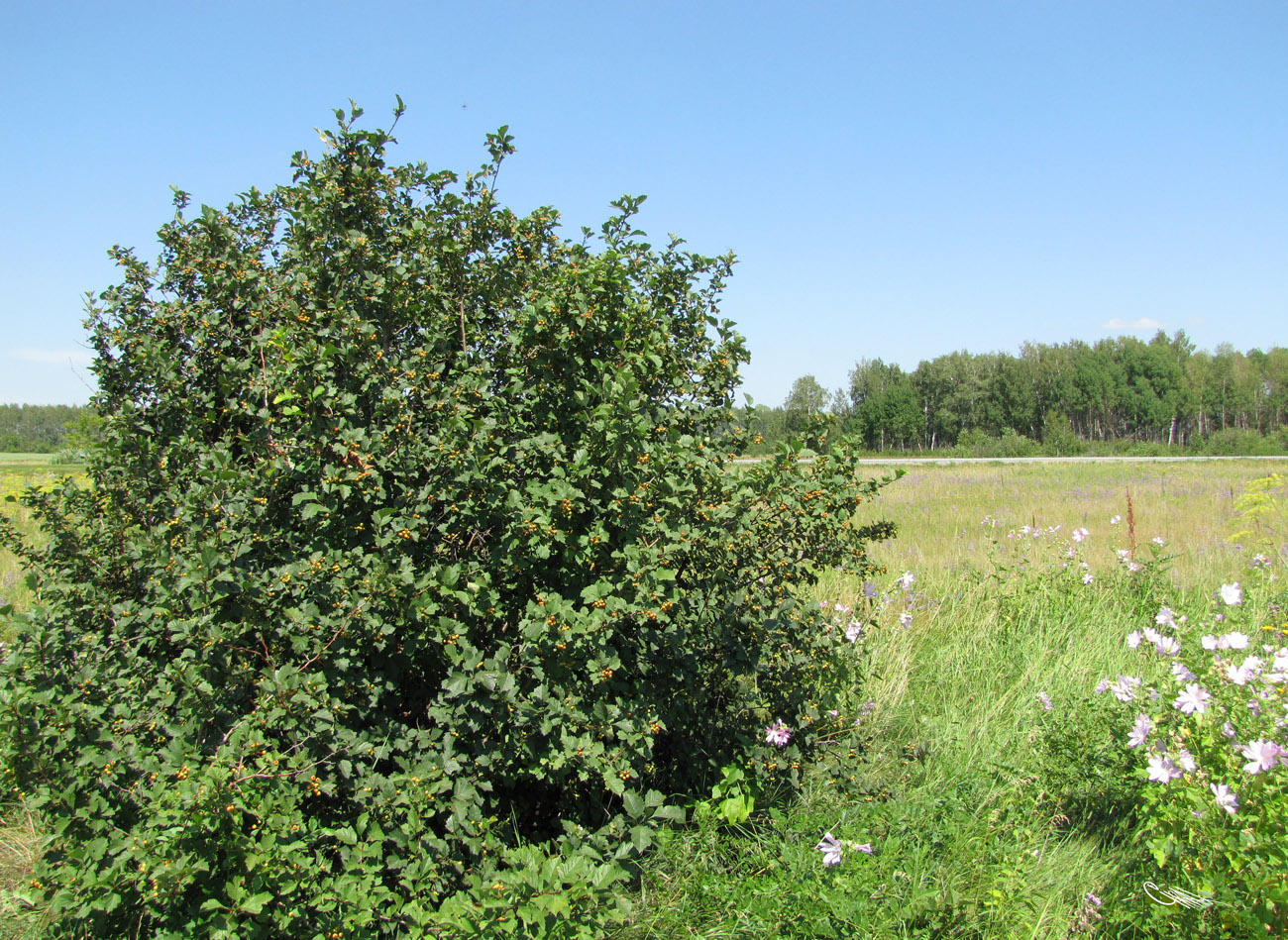 Image of Crataegus sanguinea specimen.