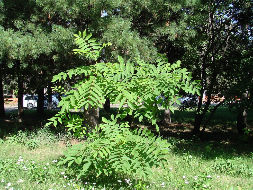 Изображение особи Juglans mandshurica.