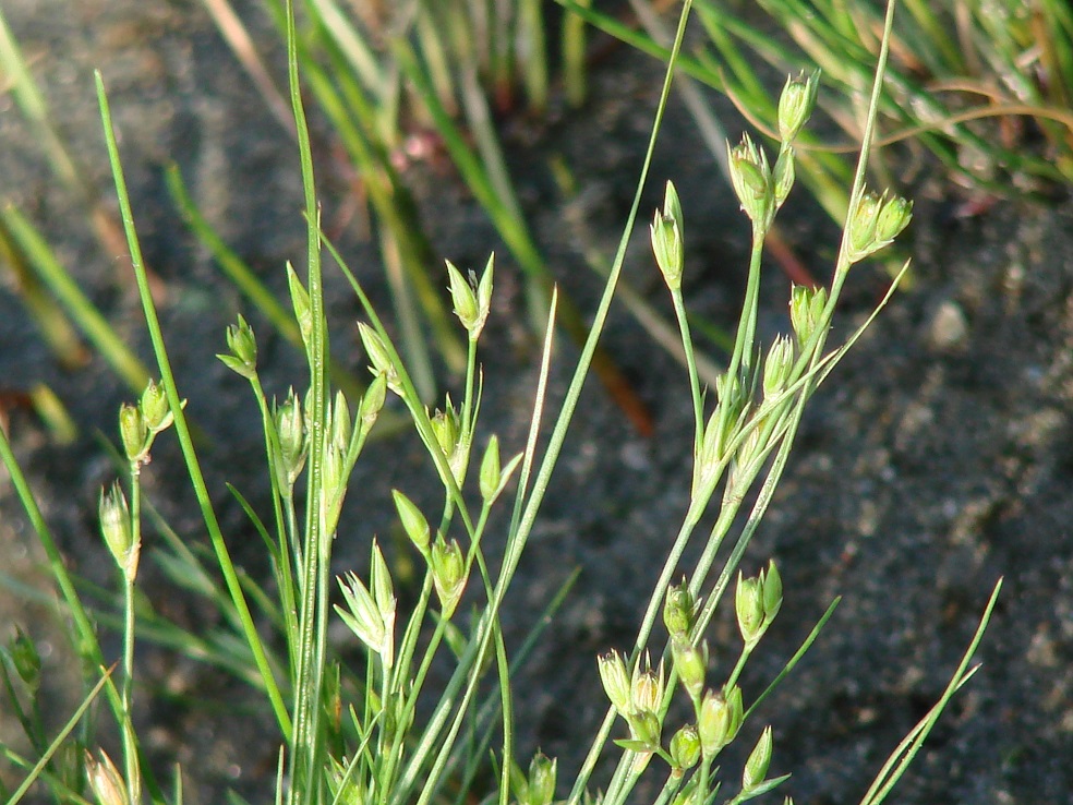 Image of Juncus nastanthus specimen.