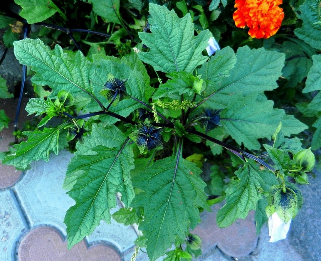 Image of Nicandra physalodes specimen.