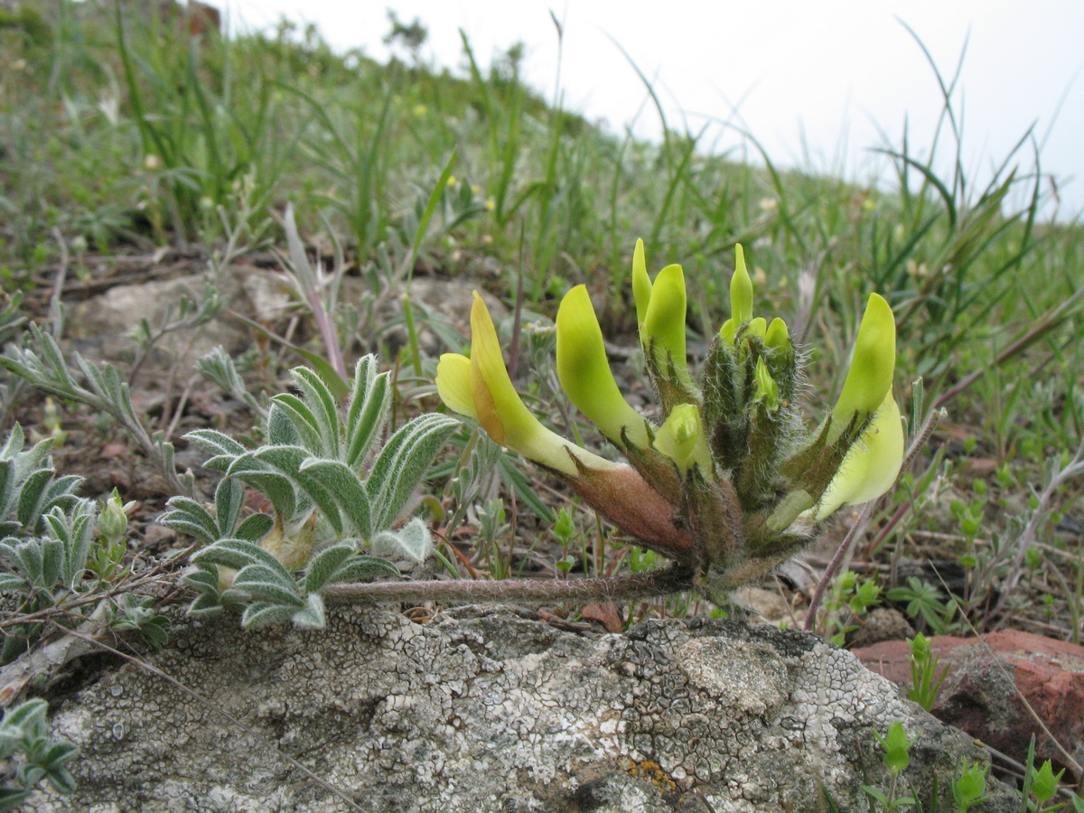 Изображение особи Astragalus pseudocytisoides.
