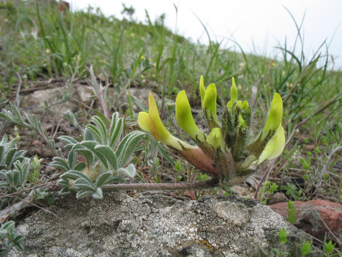 Image of Astragalus pseudocytisoides specimen.