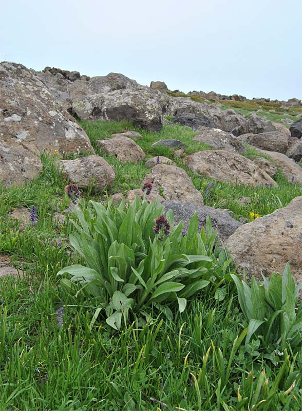 Image of Solenanthus stamineus specimen.