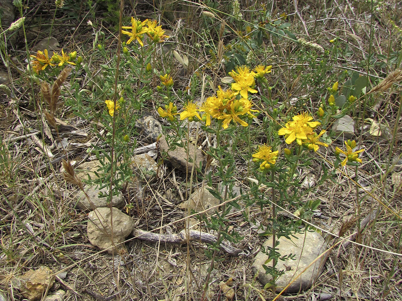 Image of Hypericum veronense specimen.