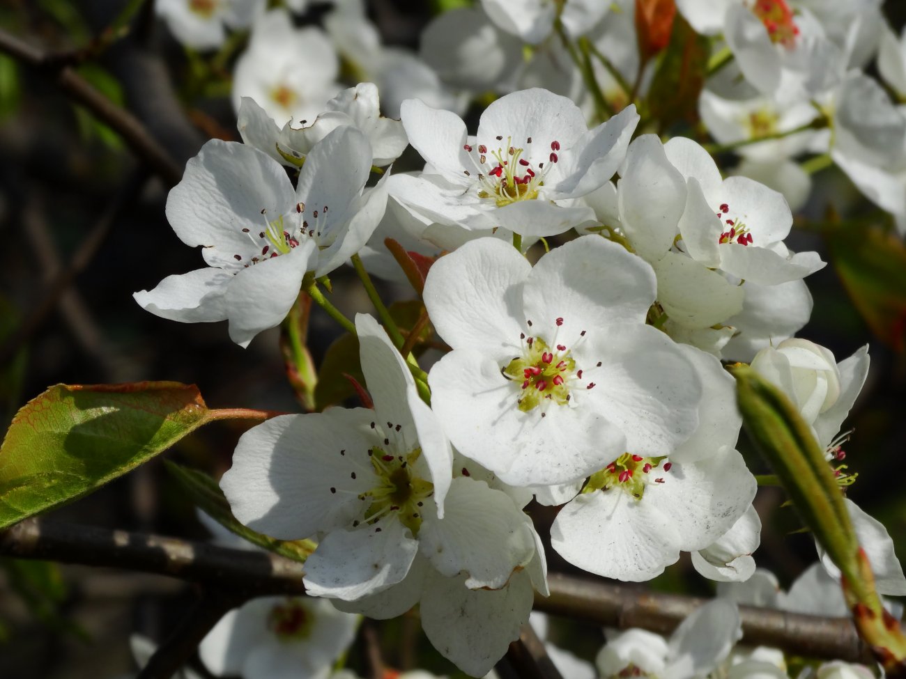 Image of familia Rosaceae specimen.