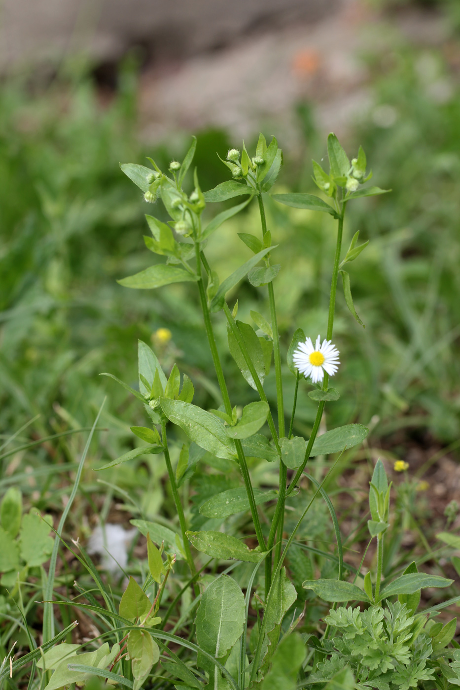 Image of Erigeron annuus specimen.