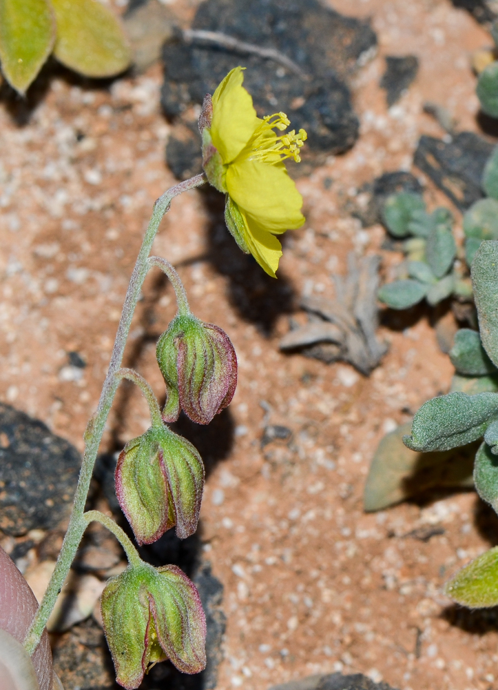 Image of Helianthemum canariense specimen.