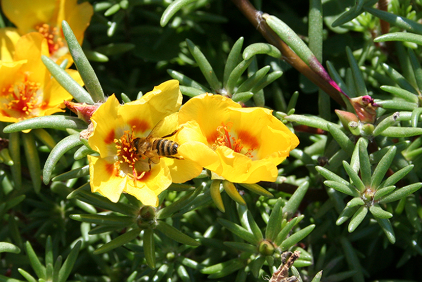 Image of Portulaca grandiflora specimen.