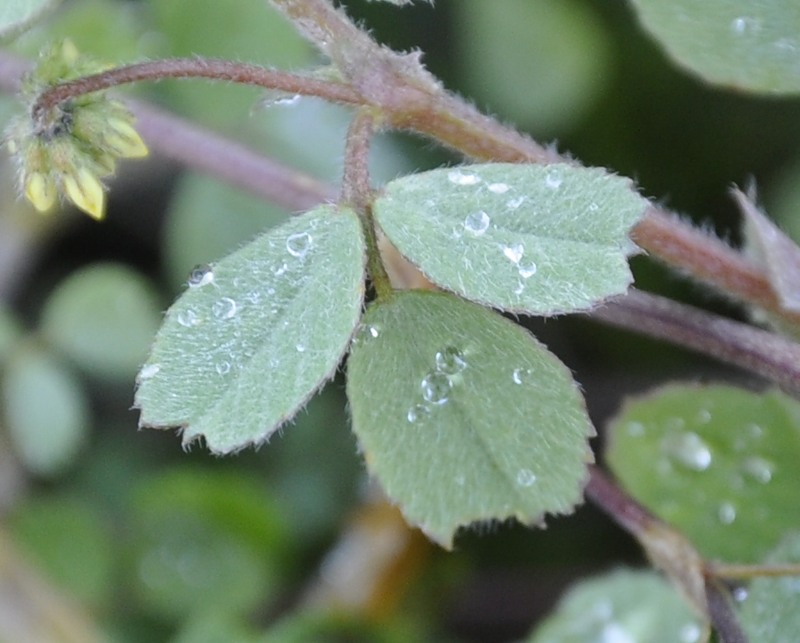 Image of genus Medicago specimen.