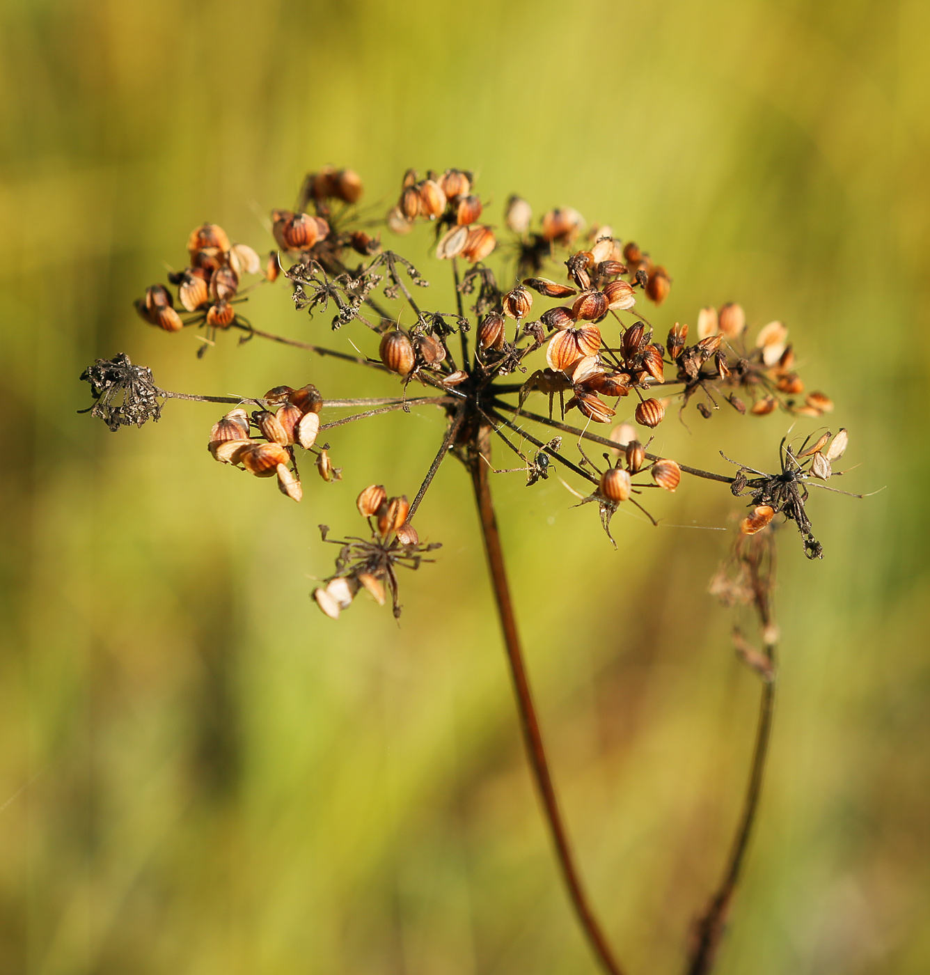 Изображение особи Thyselium palustre.