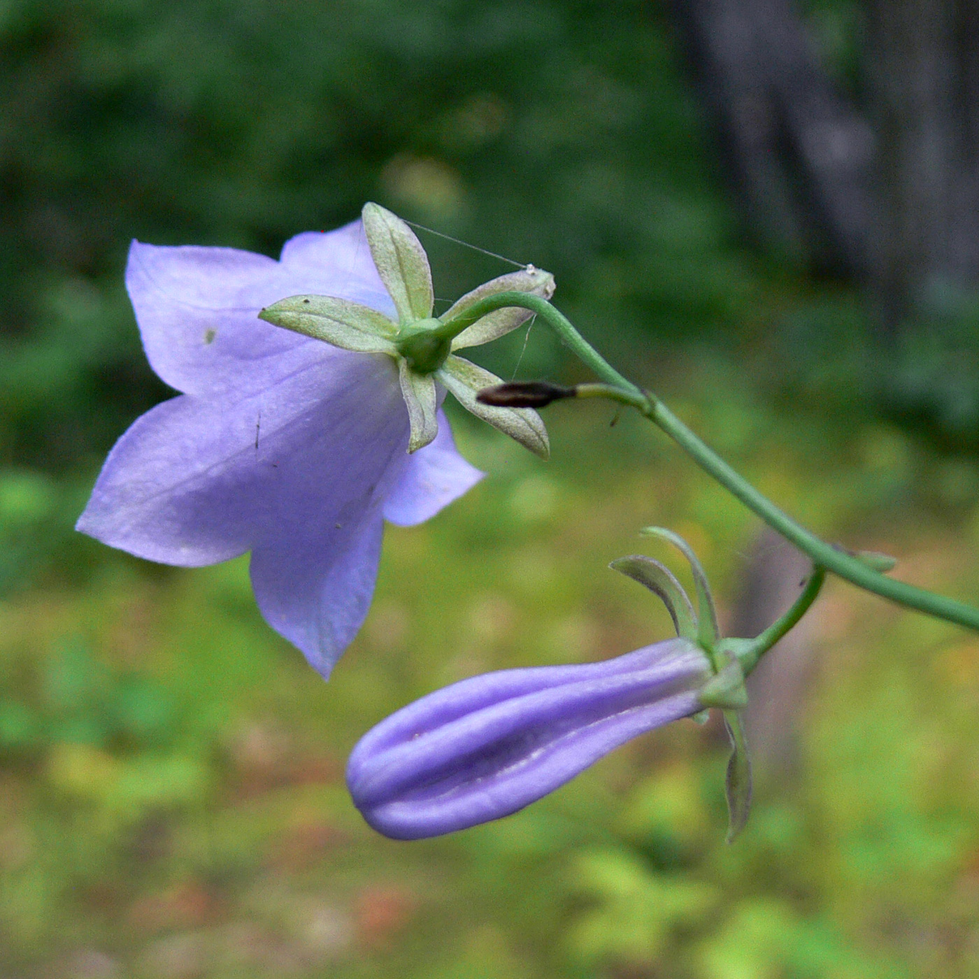 Image of Adenophora divaricata specimen.