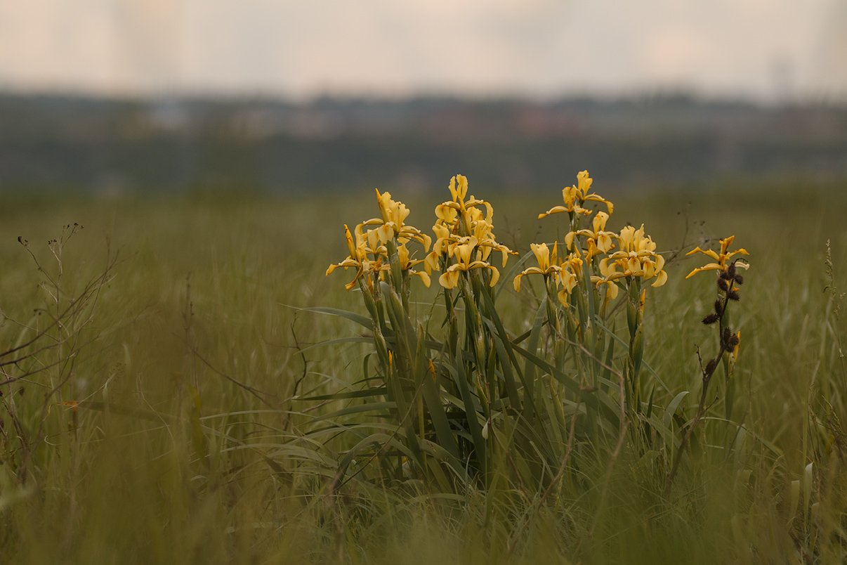 Image of Iris halophila specimen.