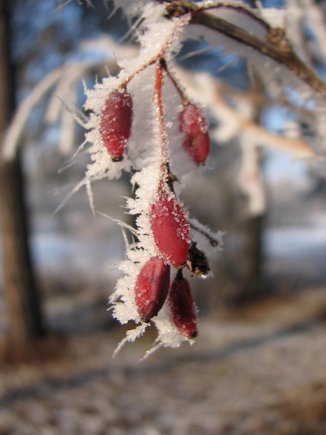 Изображение особи Berberis vulgaris.