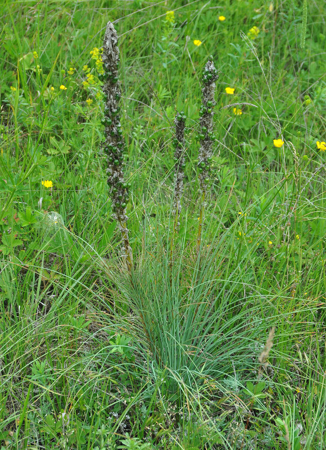 Изображение особи Asphodeline taurica.