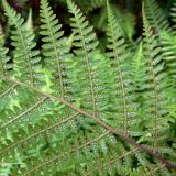 genus Athyrium