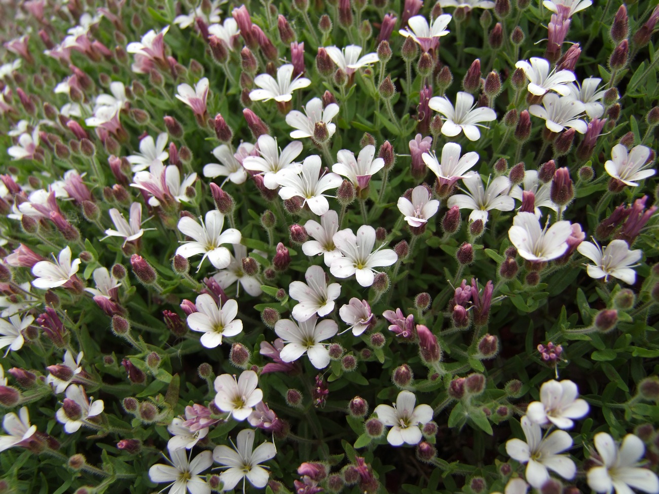 Image of Gypsophila violacea specimen.