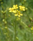 Bunias orientalis. Верхушка соцветия. Украина, г. Запорожье, балка возле трассы на Васильевку, южнее Опытной станции, луг. 03.06.2016.