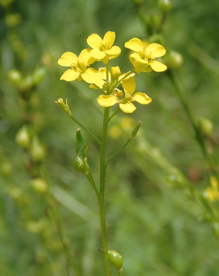 Image of Bunias orientalis specimen.