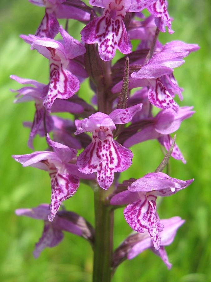 Изображение особи Dactylorhiza sibirica.