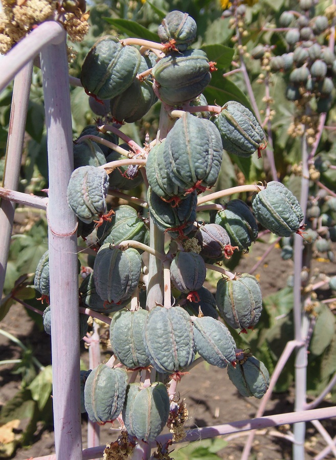 Image of Ricinus communis specimen.