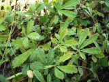 Potentilla incana