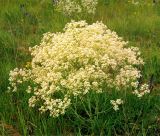 Crambe tataria. Цветущее растение на участке восстановленной степи (завезена из Донецкой обл.). Украина, Черкасская обл., Каневский р-н, региональный ландшафтный парк \"Трахтемиров\". Начало июня 2005 г.