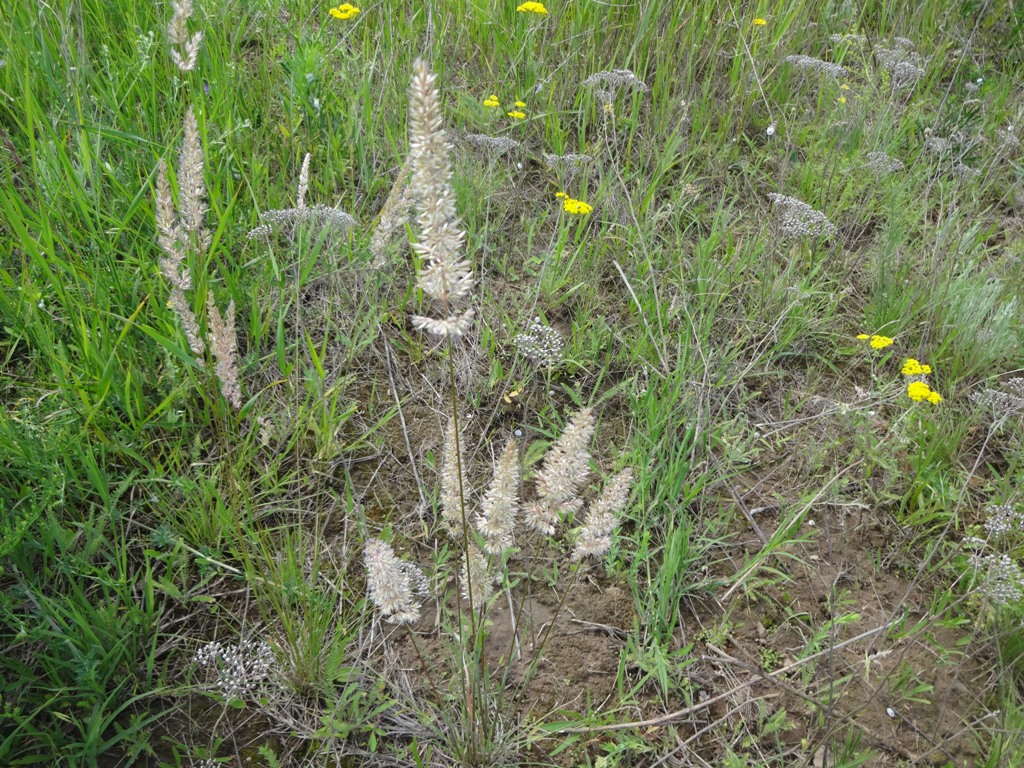 Image of Koeleria macrantha specimen.