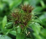 Dianthus barbatus. Формирующееся соцветие с каплями дождя и отдыхающим комаром-долгоножкой. Московская обл., Раменский р-н, окр. дер. Хрипань, садовый участок. 17.06.2017.