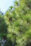 Pinus roxburghii. Верхушки ветвей с шишками. Италия, г. Рим, Parco Del Colle Oppio (Парк Оппийского холма), в культуре. 8 сентября 2014 г.