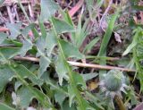 genus Taraxacum