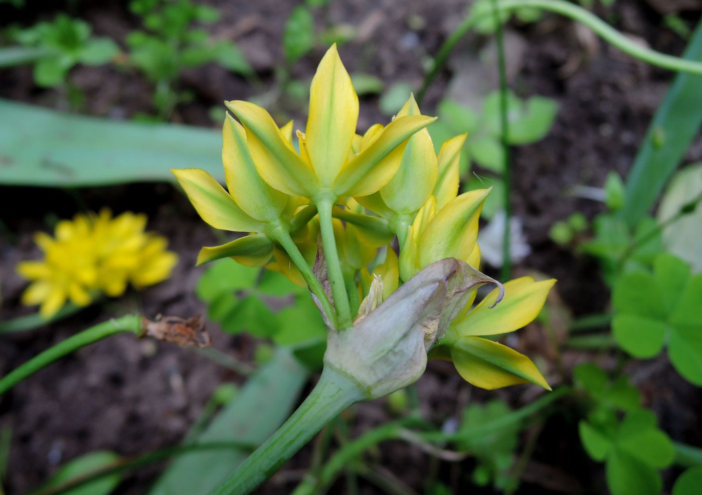 Изображение особи Allium moly.