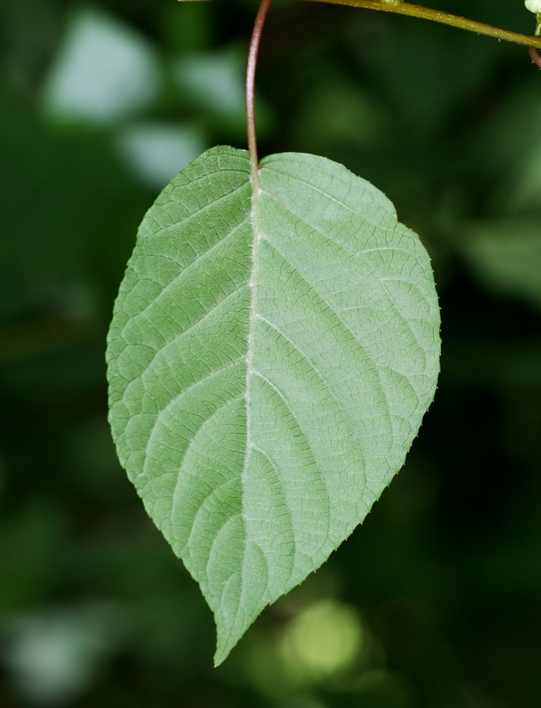 Image of Actinidia polygama specimen.