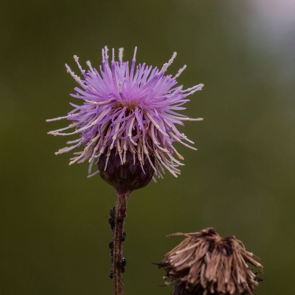 Изображение особи род Cirsium.