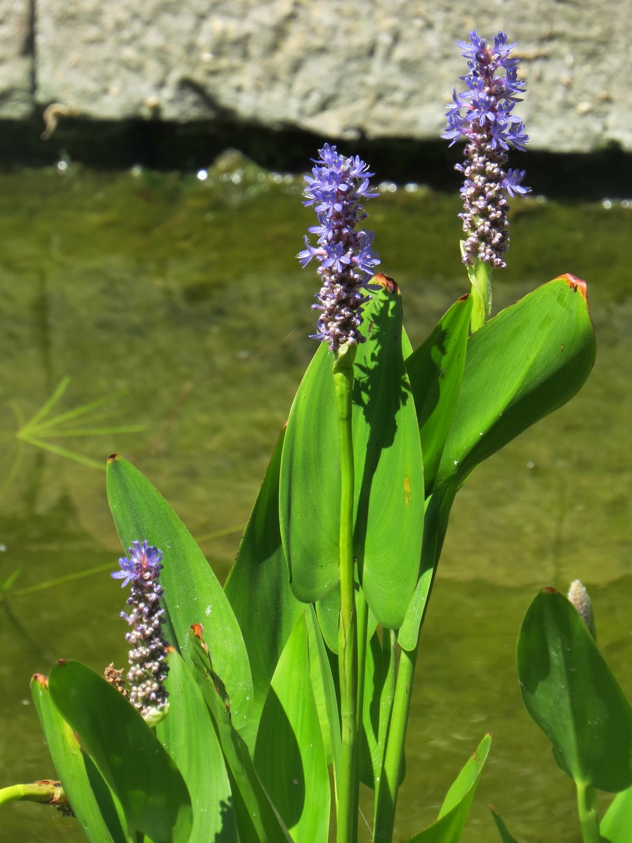 Image of Pontederia cordata specimen.