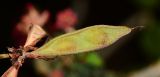 Calliandra californica. Созревающий плод. Израиль, впадина Мёртвого моря, киббуц Эйн-Геди. 26.04.2017.