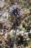 Echinops ruthenicus