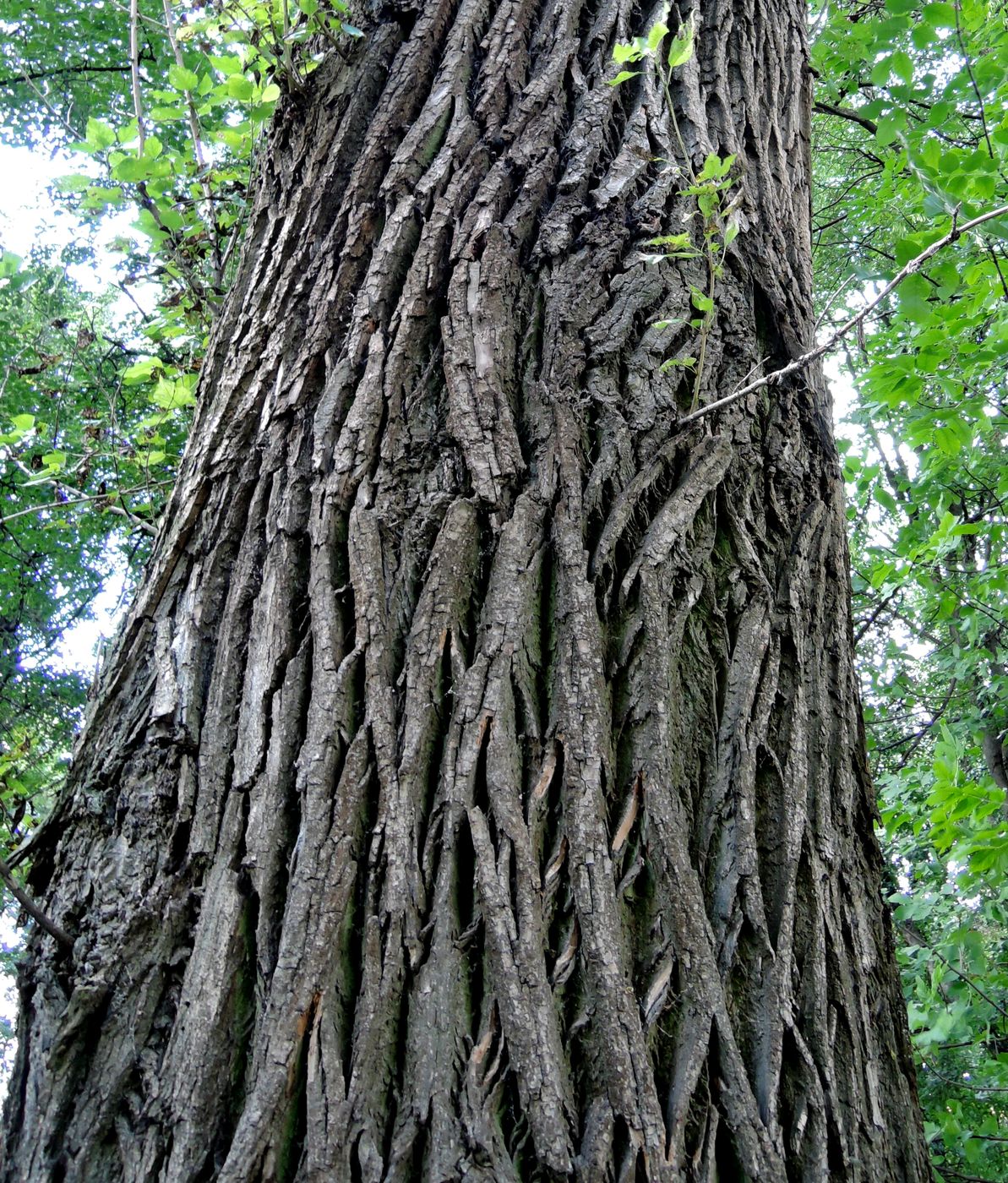 Изображение особи Populus &times; sibirica.