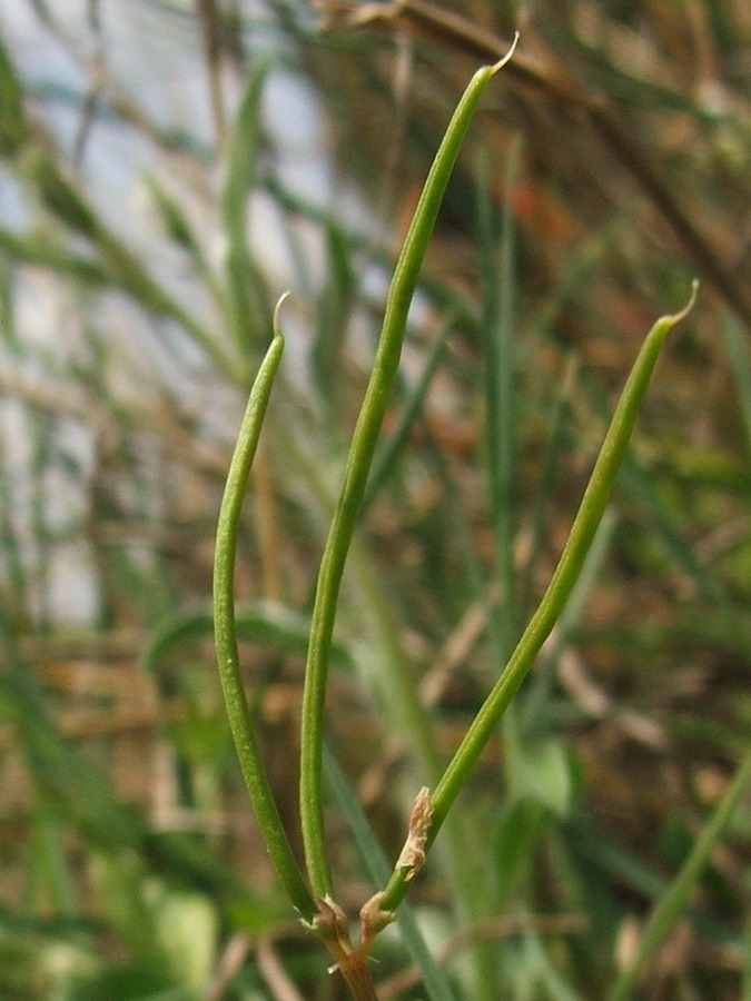 Image of Securigera cretica specimen.