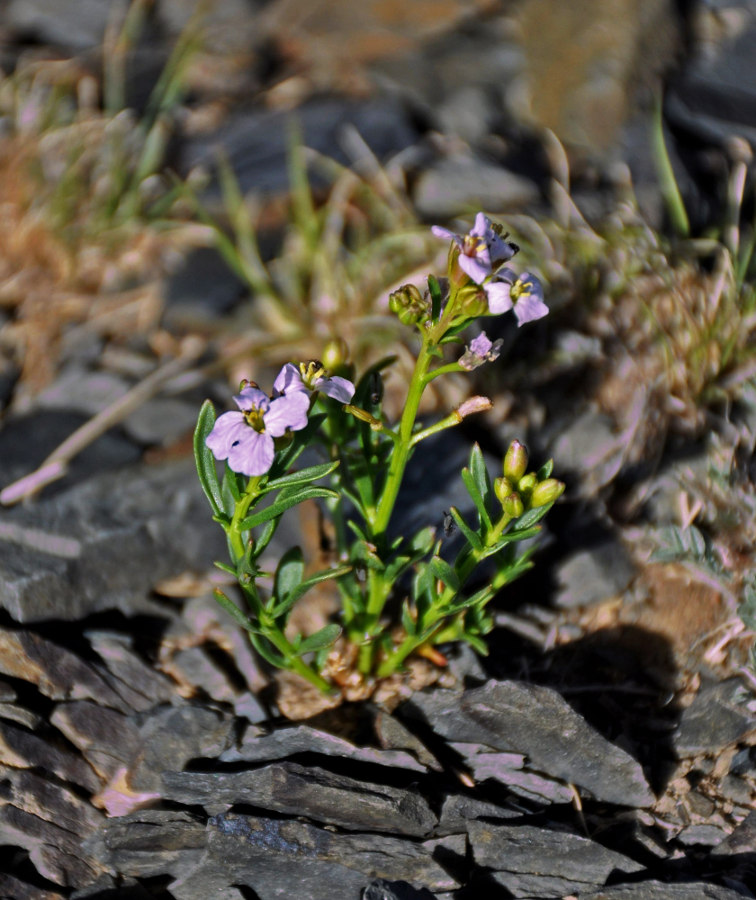 Изображение особи Dontostemon crassifolius.