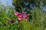 Alcea rosea