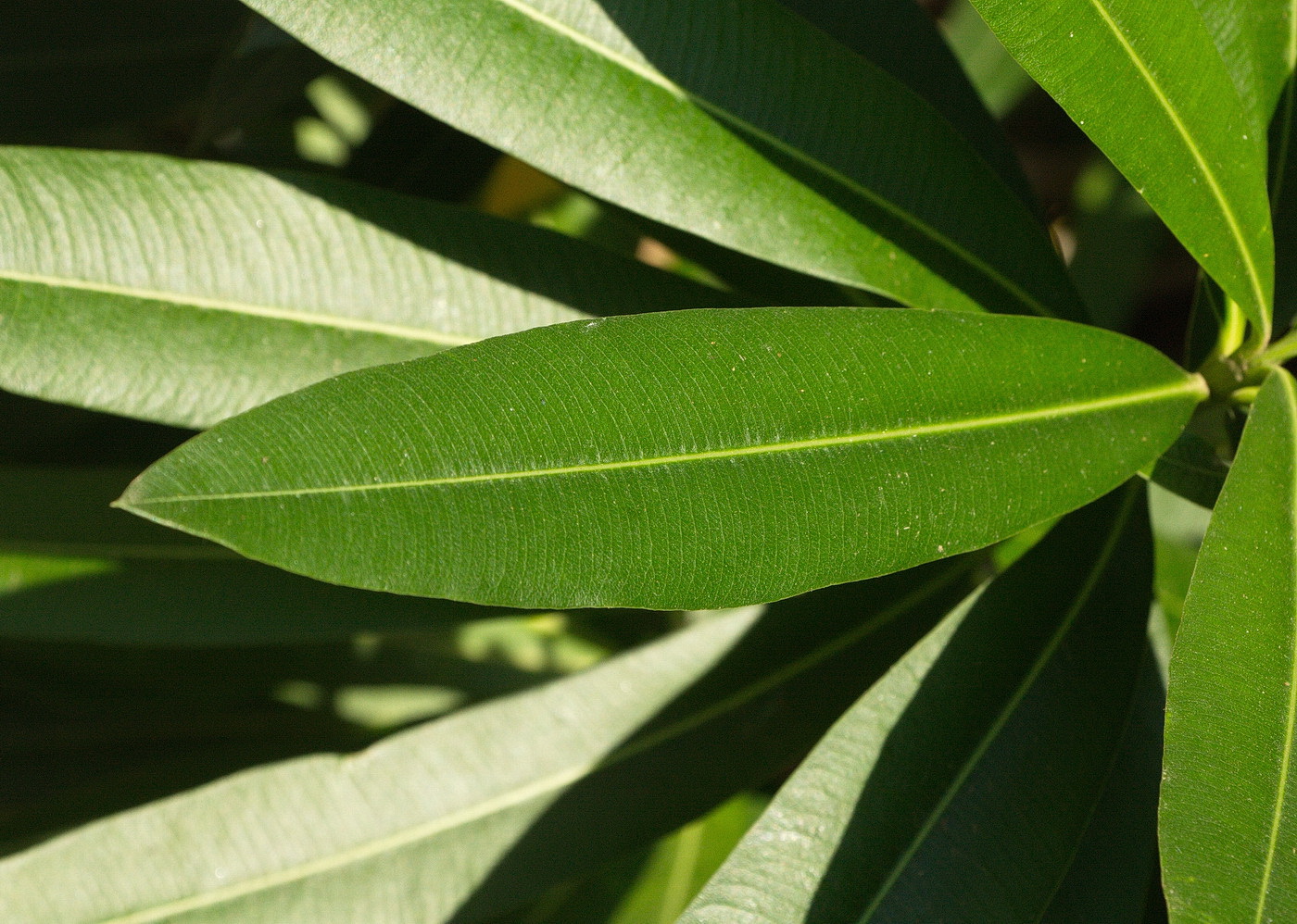 Image of Nerium oleander specimen.