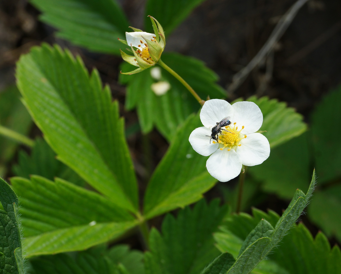 Изображение особи Fragaria viridis.