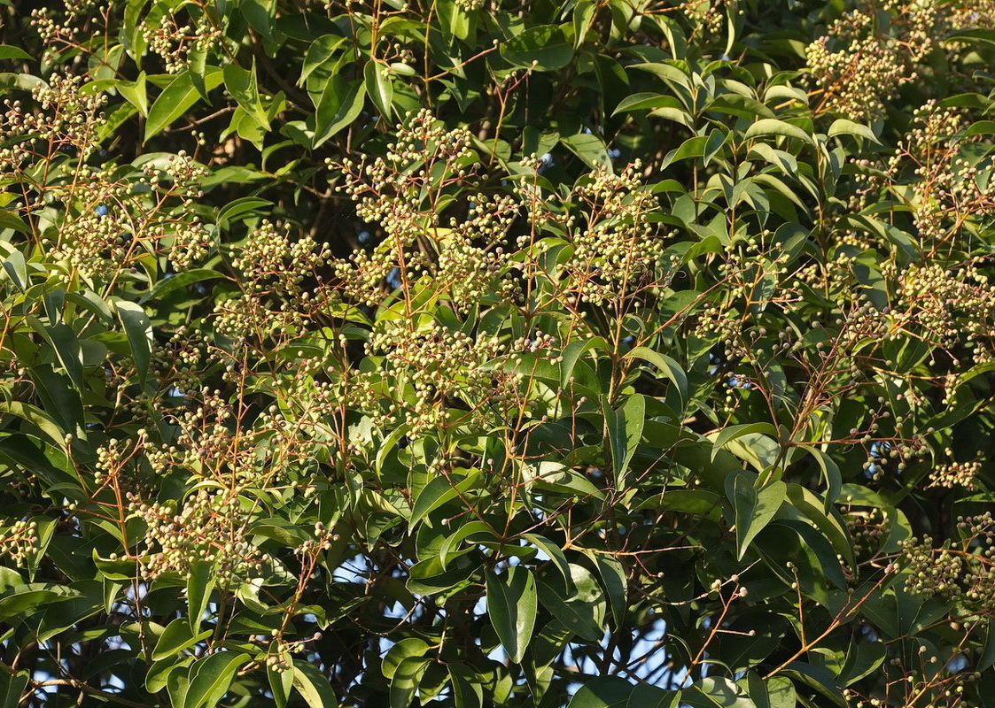 Image of Ligustrum lucidum specimen.