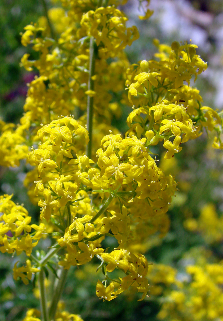 Плантариум растение фото желтый