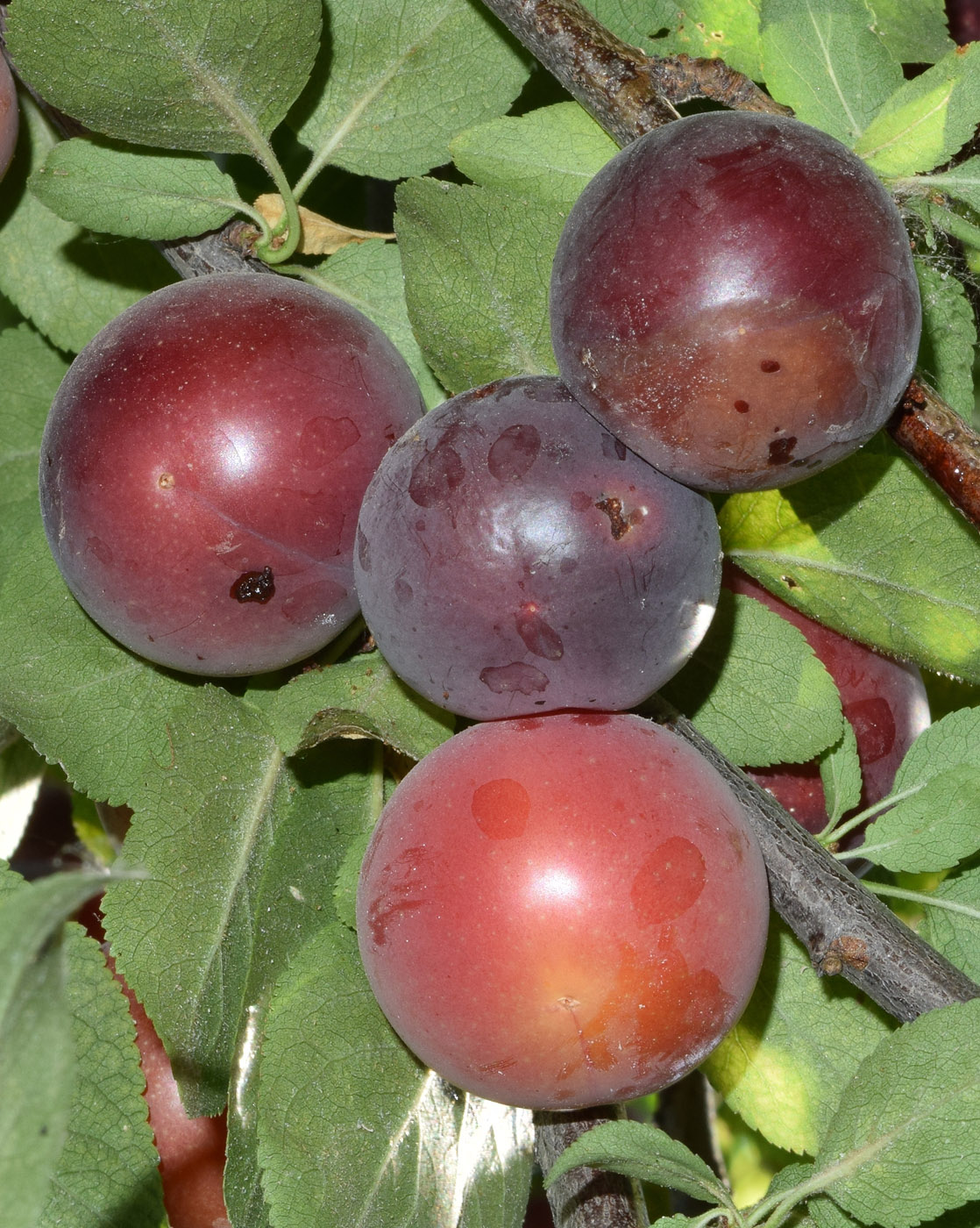 Image of Prunus cerasifera specimen.