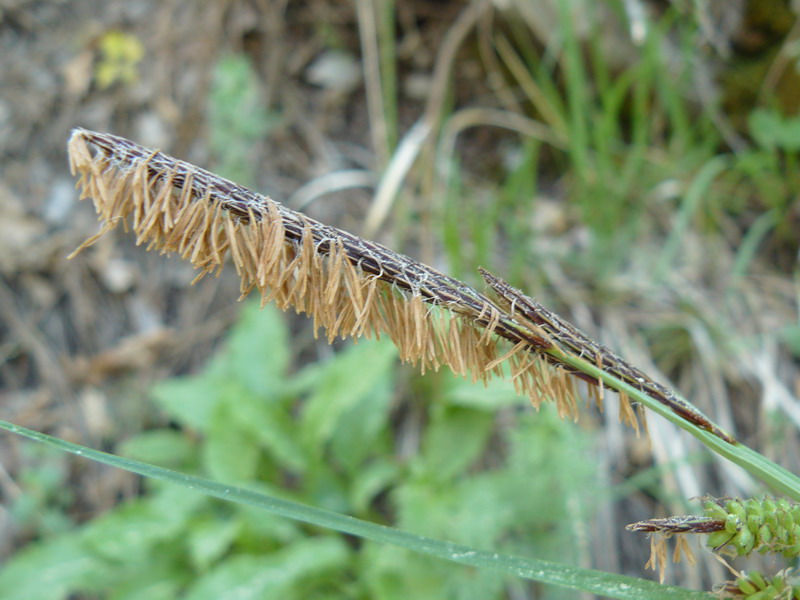 Изображение особи Carex cuspidata.